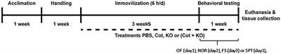 Cotinine Plus Krill Oil Decreased Depressive Behavior, and Increased Astrocytes Survival in the Hippocampus of Mice Subjected to Restraint Stress